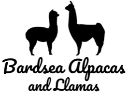 Bardsea Alpacas and Llamas