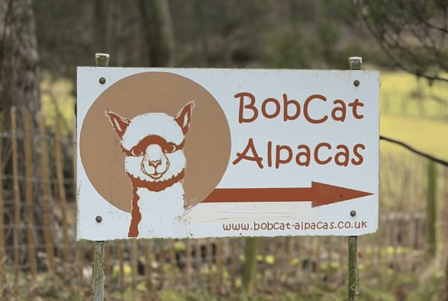 BobCat Alpacas